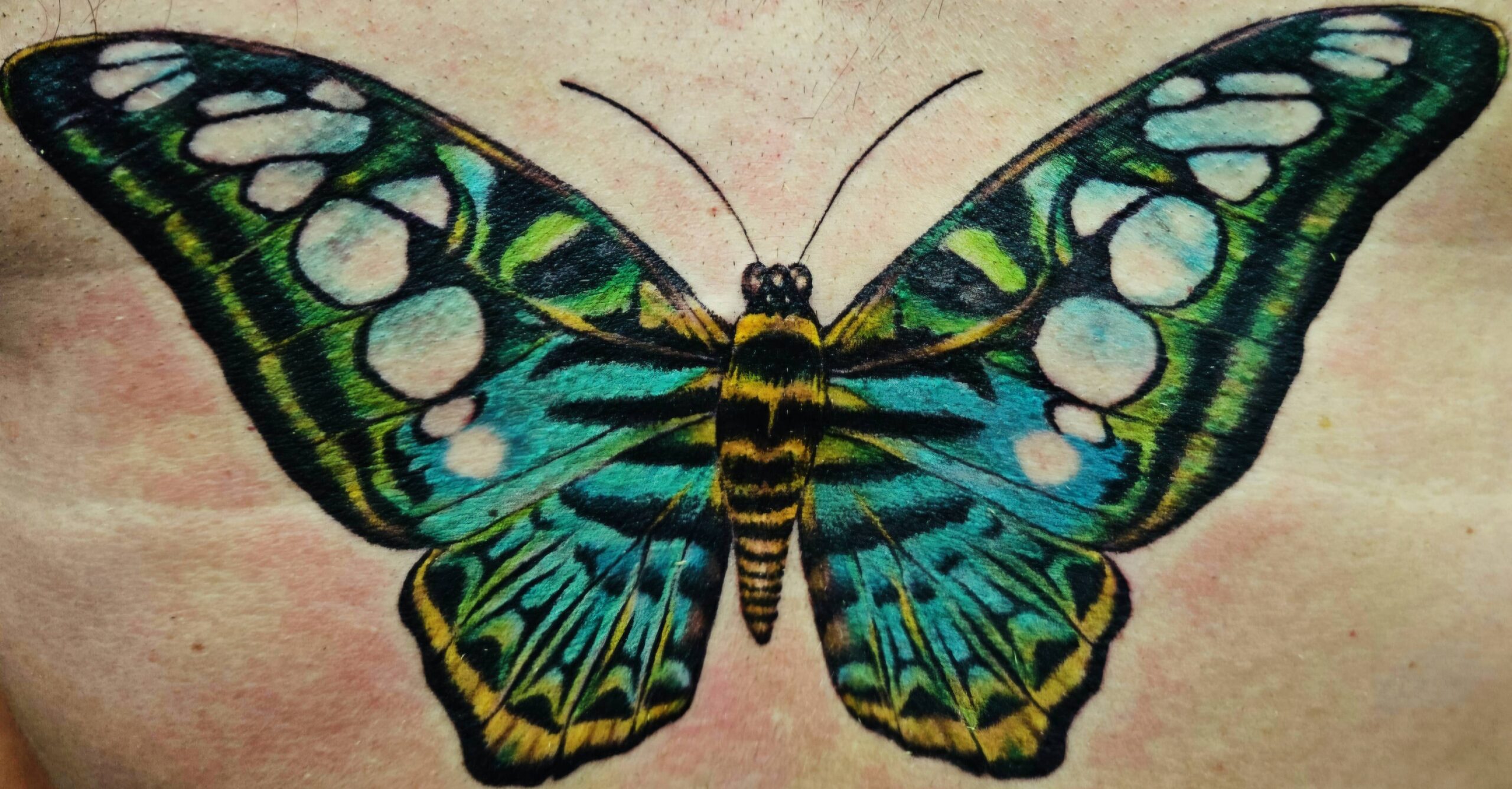 01 Color, realistic, butterfly, chest tattoo, Lethal Ink Tattoo, Phra Tamnak, Pattaya, 2025 (1)