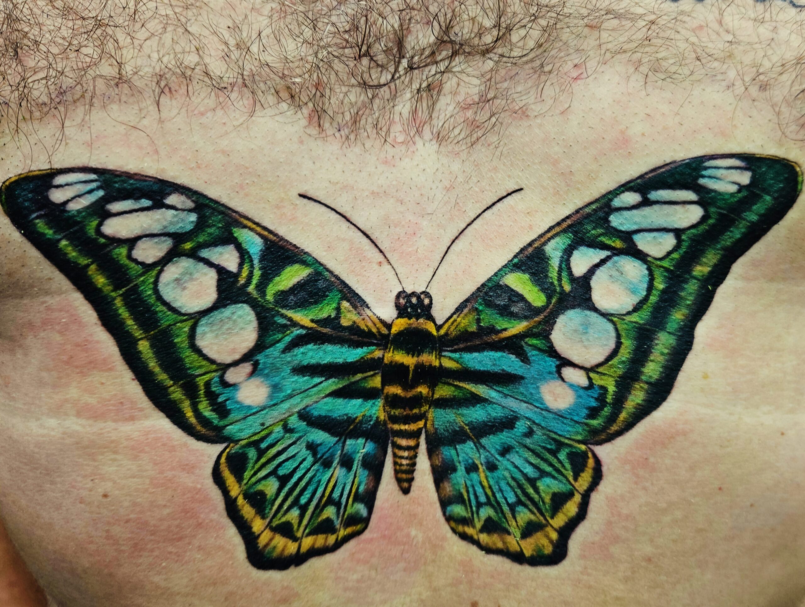 Color, realistic, butterfly, chest tattoo, Lethal Ink Tattoo, Phra Tamnak, Pattaya, 2025 Color, realistic, butterfly, chest tattoo, Lethal Ink Tattoo, Phra Tamnak, Pattaya, 2025